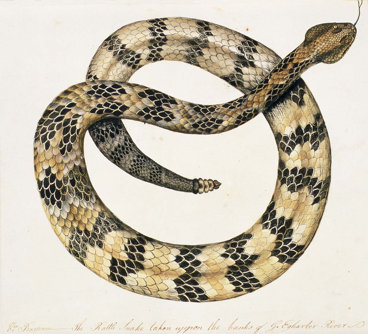 18th-century engraving of a rattlesnake