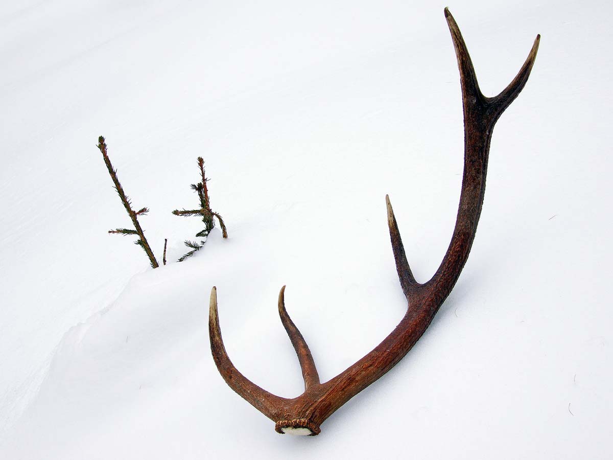 Deer antlers in the snow