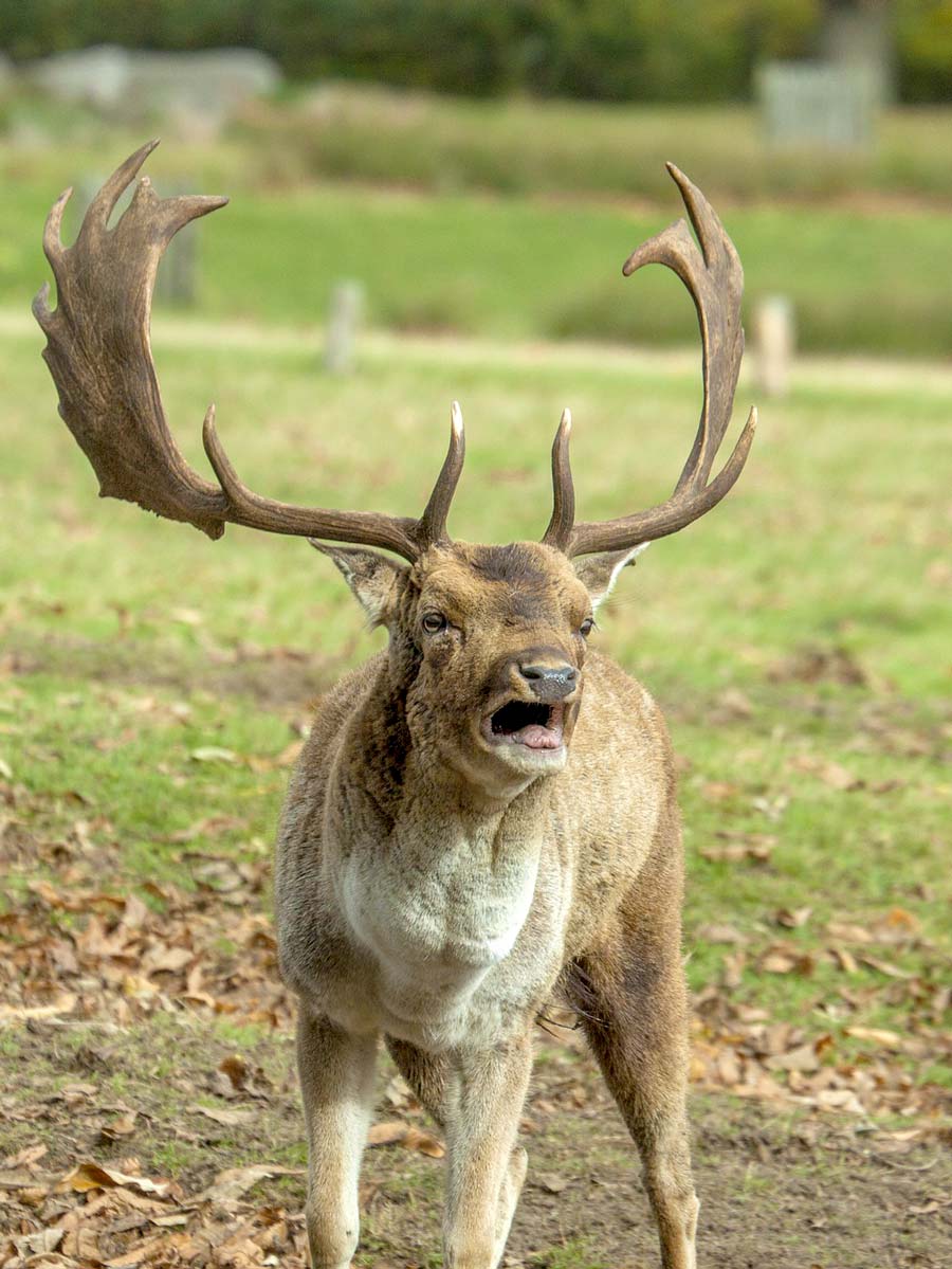 An angry buck roars