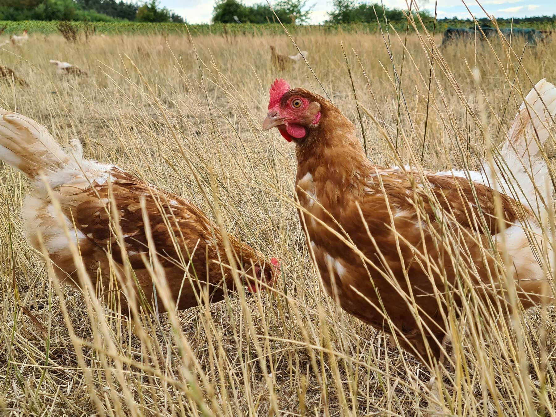 Chickens in a field of dry grain