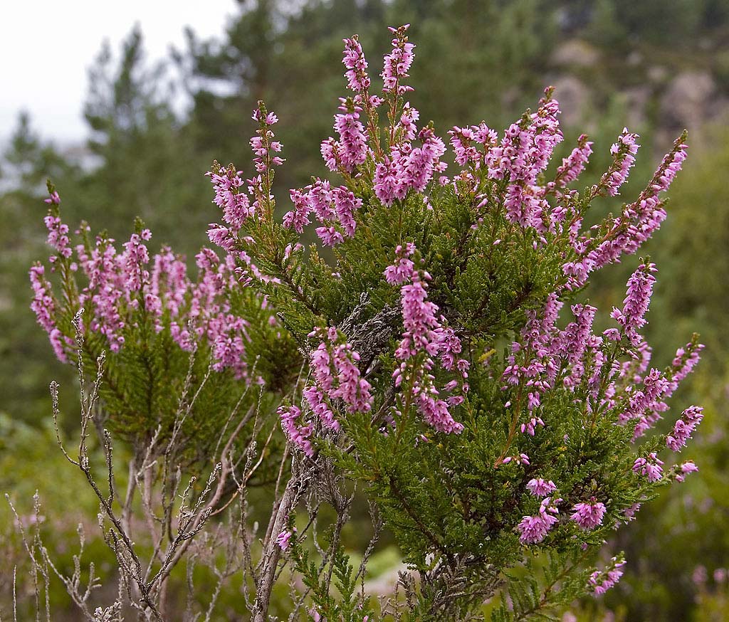 Heather plant in bloom