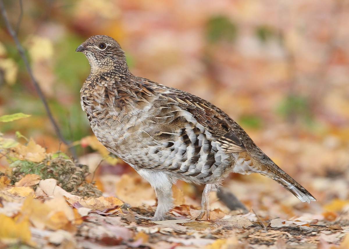 A grouse in the woods
