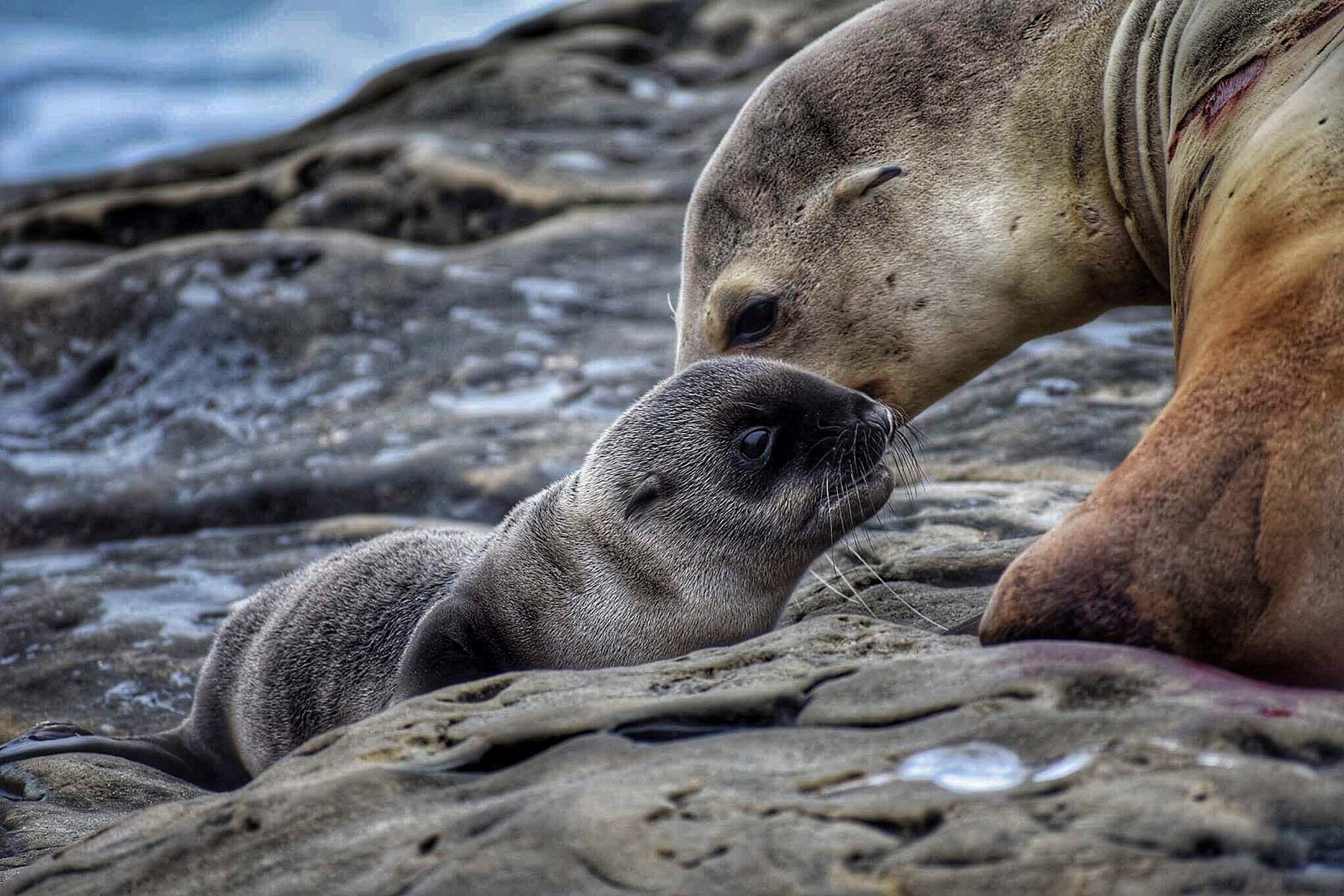 An adult seal nuzzles a baby seal on the beach