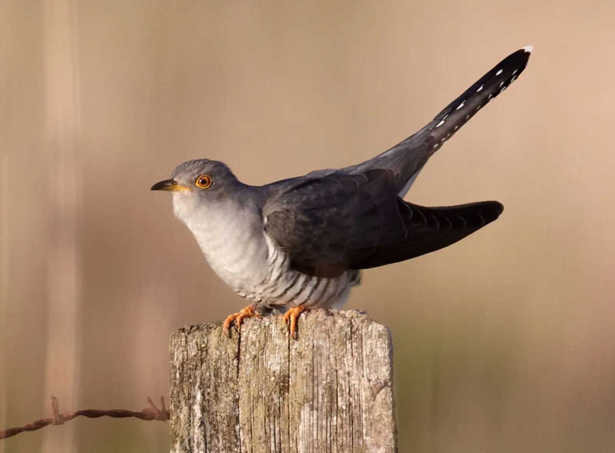 A cuckoo bird perched on a post