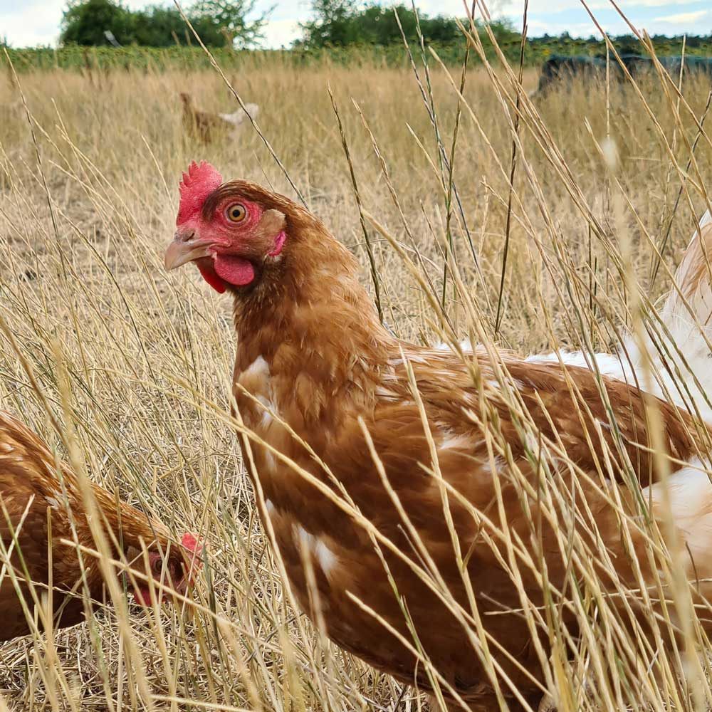 A red rooster in a field of dry grain