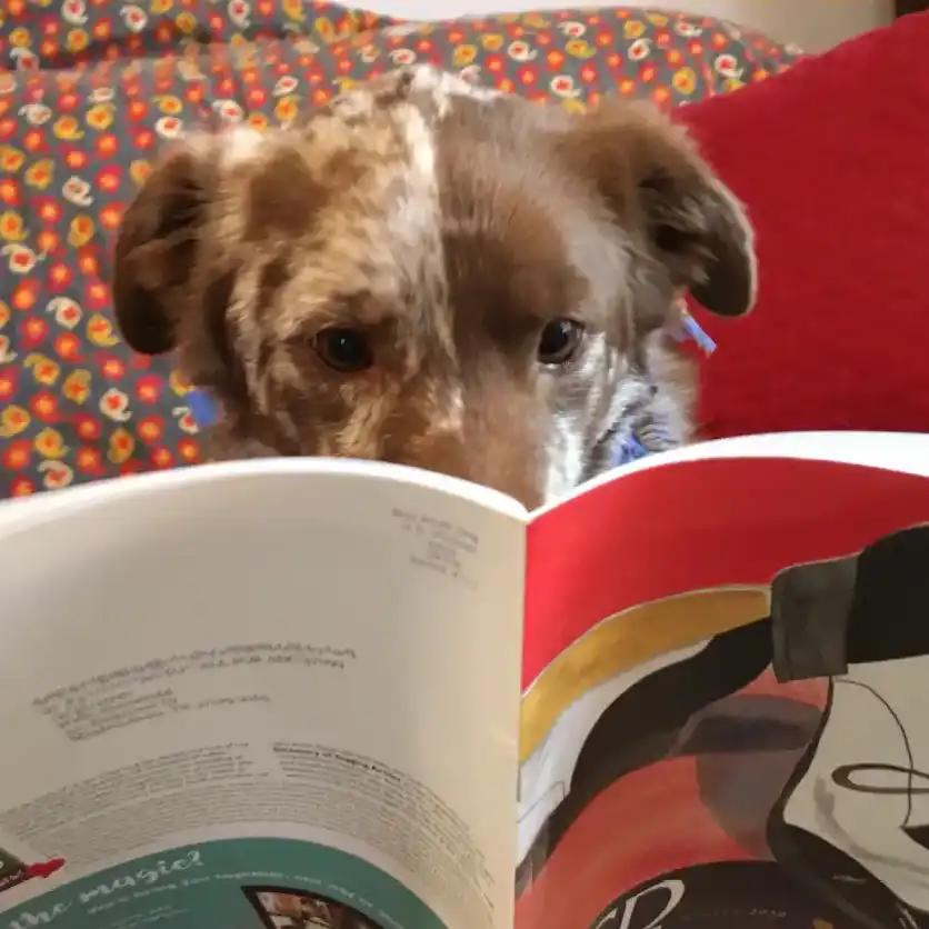 Isham the dog reads the CDSS News